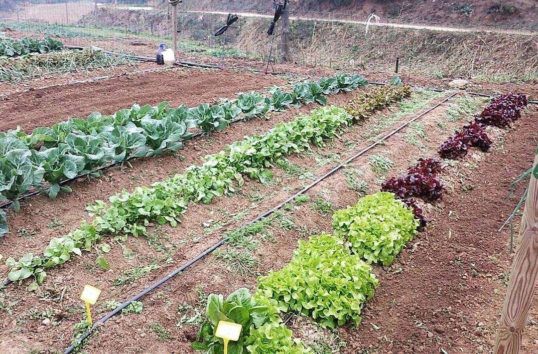 Cultius ecològics en hort familiar al Vallès Oriental