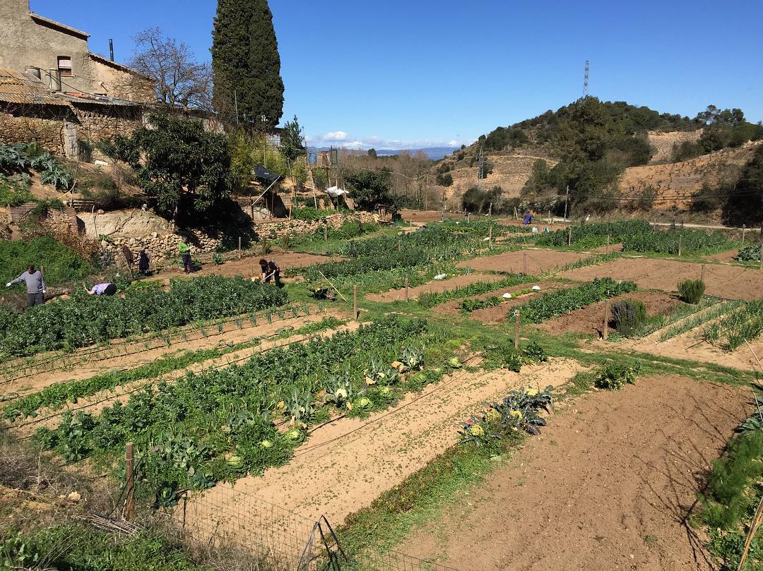 Sistema de reg per degoteig automàtic als horts urbans de Barcelona