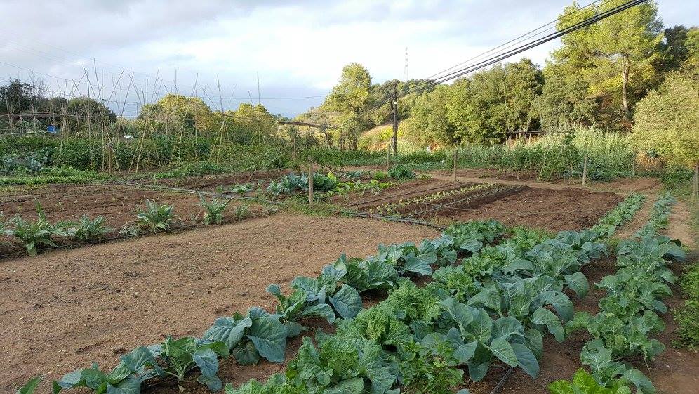 Horts urbans de Sant Fost - imatge 07