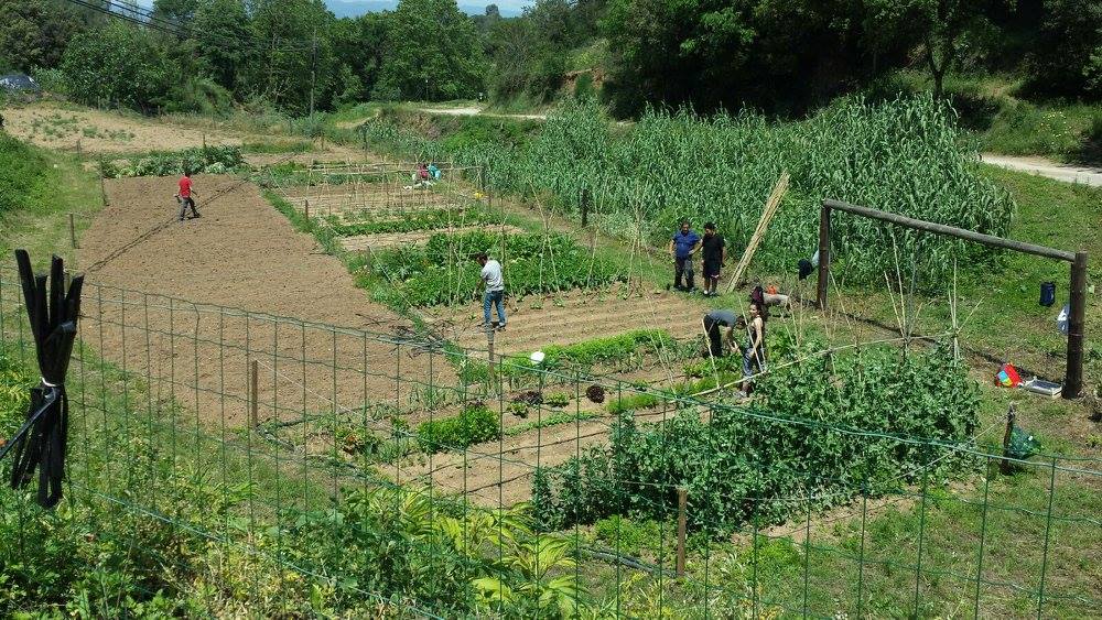 Horts urbans de Sant Fost - imatge 12