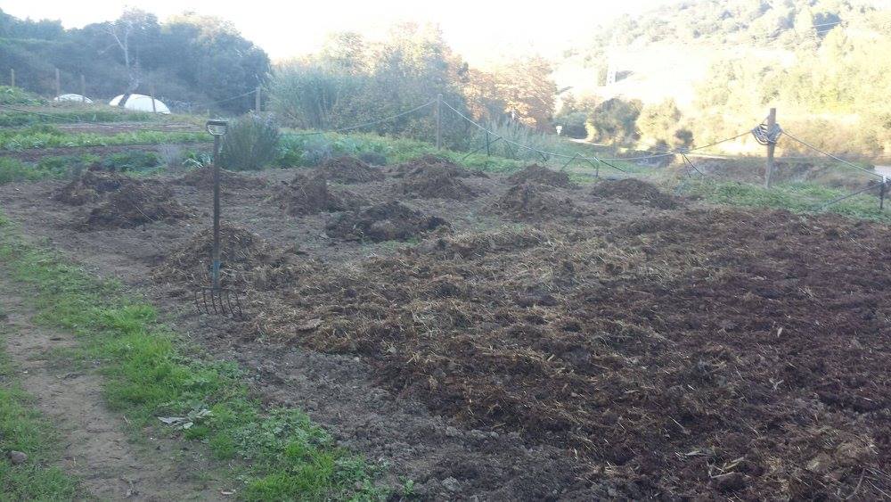 Horts urbans de Sant Fost - imatge 14