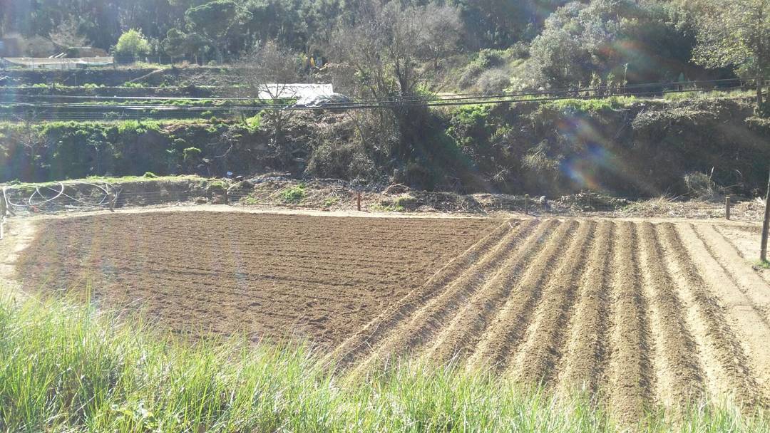 Tomàquets ecològics cultivats a hort urbà de Can Torrens Vell