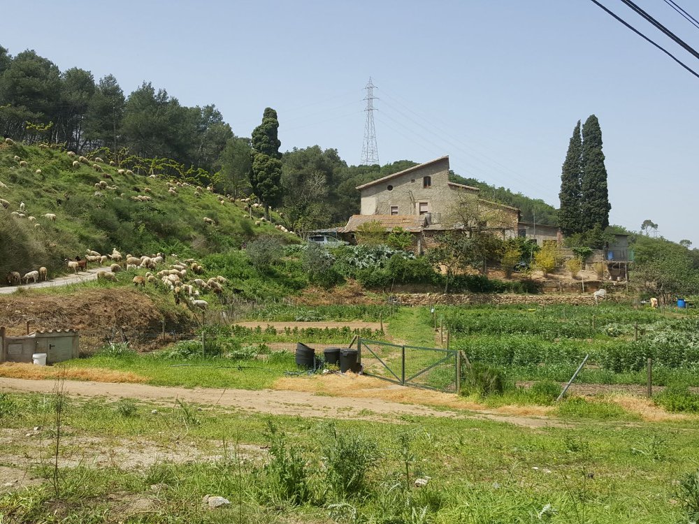 Masia Can Torrens Vell - detall 01