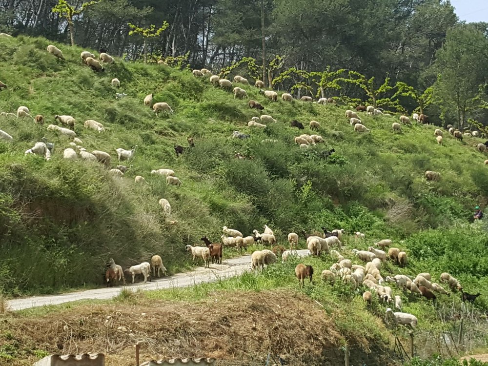 Masia Can Torrens Vell - detall 02