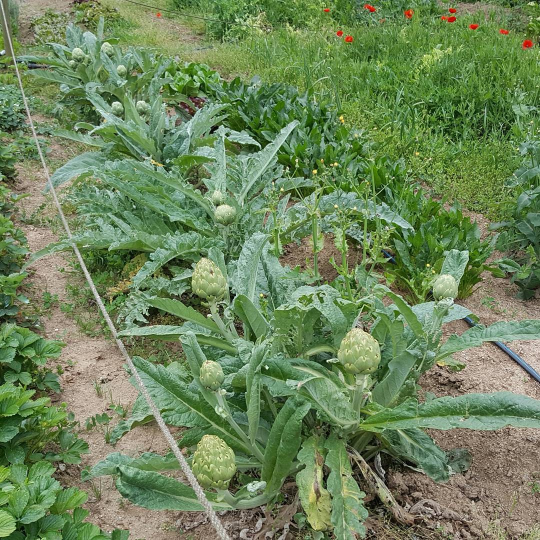 Cultius ecològics i agricultura sostenible al Parc de la Serralada de Marina