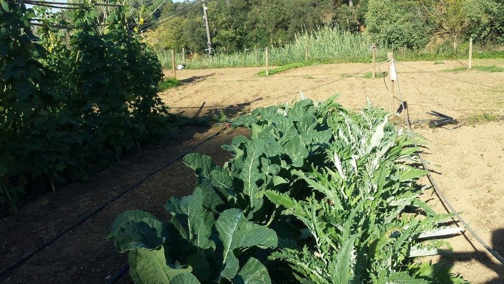 Plantes ecològiques de l'hort - imatge 03