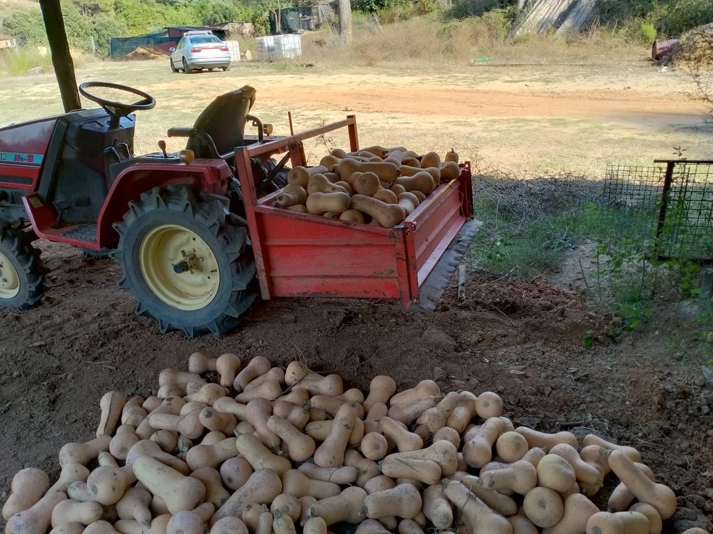 Plantes ecològiques de l'hort - imatge 04