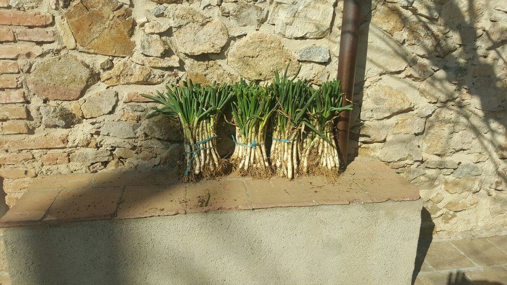 Plantes ecològiques de l'hort - imatge 07